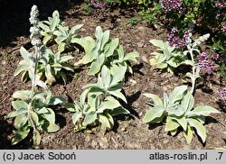 Stachys byzantina Primrose Heron