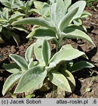 Stachys byzantina Primrose Heron