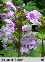 Stachys grandiflora