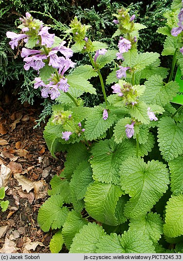 Stachys grandiflora