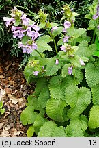 Stachys grandiflora