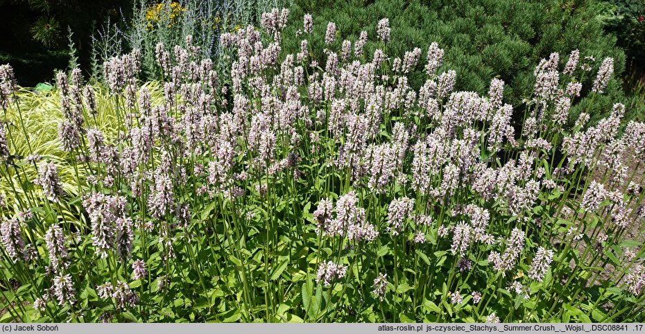 Stachys Summer Crush