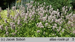 Stachys Summer Crush