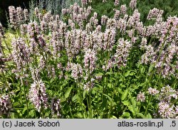 Stachys Summer Crush