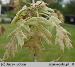 Quercus velutina (dąb barwierski)