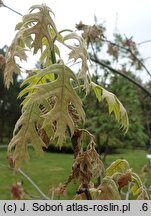 Quercus velutina (dąb barwierski)