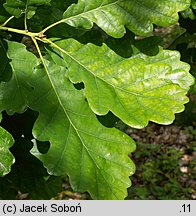 Quercus petraea