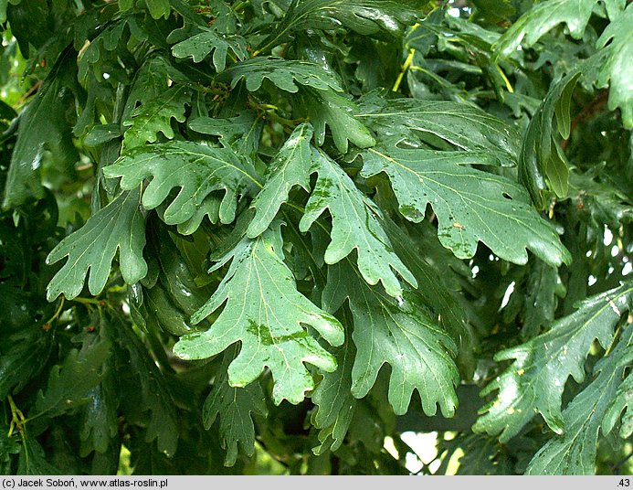 Quercus alba