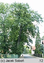 Quercus alba