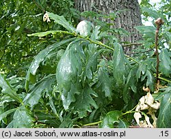 Quercus alba