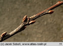 Quercus alba (dąb biały)