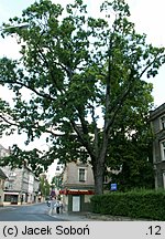 Quercus alba