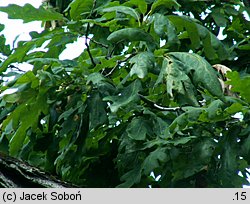 Quercus alba