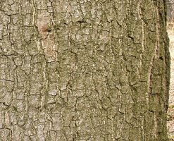 Quercus palustris