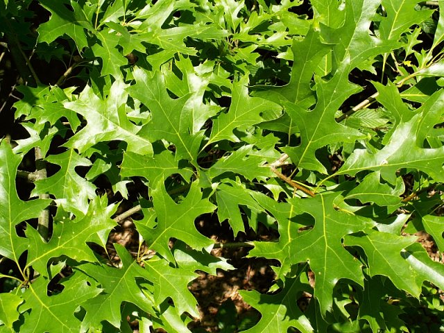 Quercus palustris (dąb błotny)