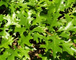 Quercus palustris (dąb błotny)