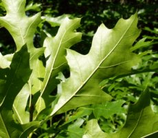 Quercus palustris (dąb błotny)