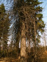 Quercus palustris (dąb błotny)