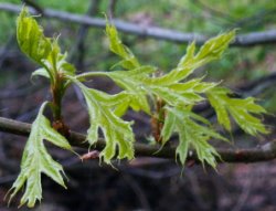 Quercus palustris (dąb błotny)