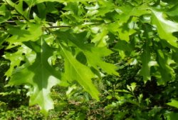 Quercus palustris (dąb błotny)