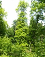 Quercus palustris (dąb błotny)