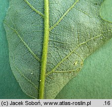 Quercus cerris (dąb burgundzki)