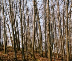 Quercus rubra