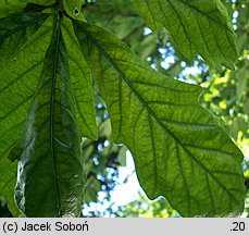 Quercus bicolor