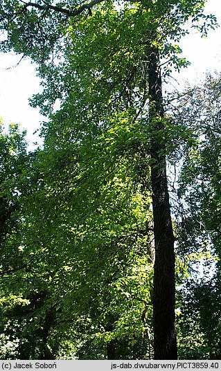 Quercus bicolor