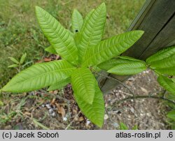 Quercus imbricaria (dąb gontowy)