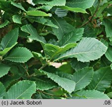 Quercus pontica (dąb pontyjski)