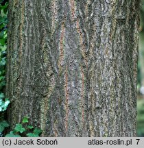 Quercus coccinea (dąb szkarłatny)