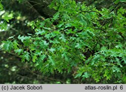 Quercus coccinea (dąb szkarłatny)