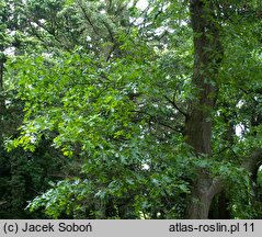 Quercus coccinea (dąb szkarłatny)