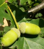 Quercus robur (dąb szypułkowy)