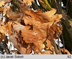 Quercus robur (dąb szypułkowy)