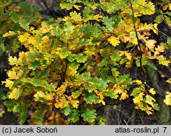 Quercus robur (dąb szypułkowy)