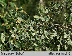 Quercus robur Argenteomarginata