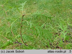 Quercus robur Pectinata