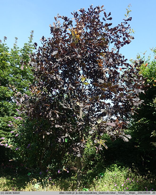Quercus robur Timuki