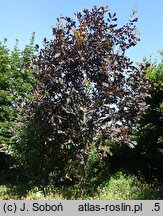 Quercus robur Timuki