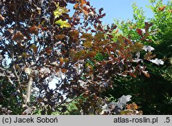 Quercus robur Timuki