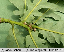 Quercus frainetto