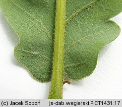 Quercus frainetto
