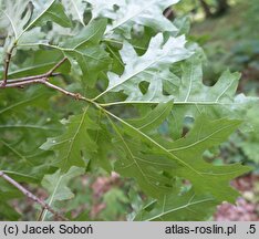 Quercus coccinea (dąb szkarłatny)