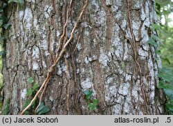 Quercus coccinea (dąb szkarłatny)