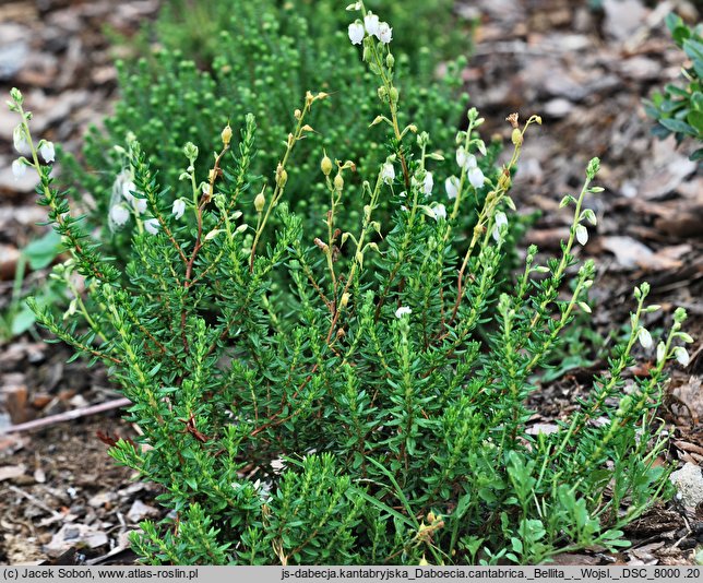 Daboecia cantabrica ‘Bellita’ (dabecja kantabryjska 