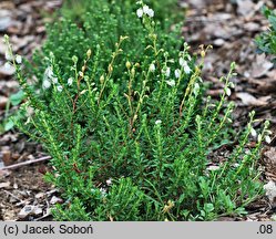 Daboecia cantabrica ‘Bellita’ (dabecja kantabryjska 