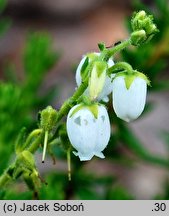 Daboecia cantabrica cv. Bellita (dabecja kantabryjska 
