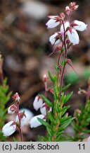 Daboecia cantabrica ‘Bellita’ (dabecja kantabryjska 